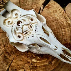 Real deer skull, Carved deer skull deer with antlers, perfect gift home decor, skull carving carved swallow Valentine's gift