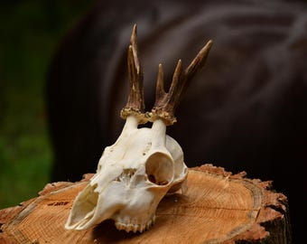 Roe Deer Skull | European Mount, Rustic Home Decor