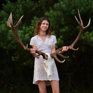 SUPER WIDE, Shed antlers, mounted to the skull, Skull carving possible, European Red deer, euro mount, Antler SET, home decor, Valentines