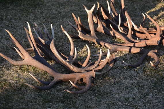 10kg/5kg/1kg アカシカの角：自然に抜け落ちたヘラジカの角、中央