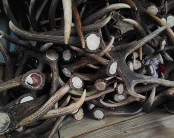 5kg Red Deer Antlers | Natural Shed Antlers, Central Europe