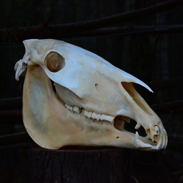 Huge Horse SKULL | Natural domestic horse skull, died of natural causes, perfect present, for skull/nature lover GIFT