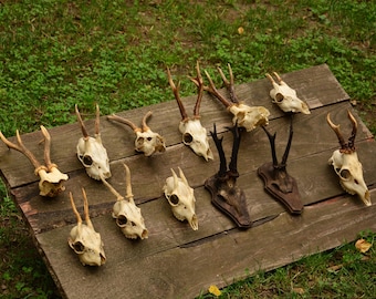Echter Reh Schädel: Gothic Cabin Dekor, Bone Art Kuriosität