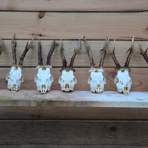 European Roe deer skulls - New arrivals - perfect gift or home decoration Impressive antlers, collectible pieces