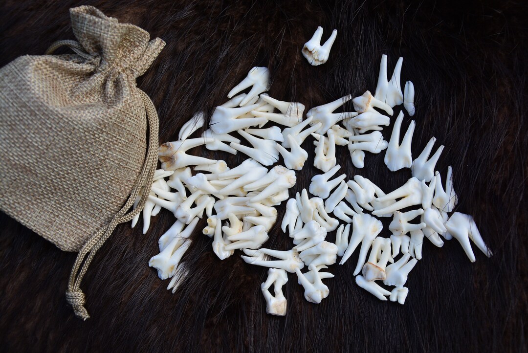 Scorfa Wild Boar TEETH Clean and WHITE Sus scorfa For crafts decoration ...