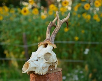 Roe Deer Skull: European Rustic Nature Home Decor