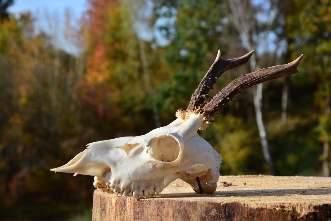 RARE Tooth! Unique Roe Deer Skull (capreolus Capreolus) Special