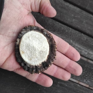 Könnte beinhalten: Nahaufnahme eines runden, weißen Geweihs mit einem dunkelbraunen Außenring. Das Geweih hat einen Durchmesser von etwa 7,5 cm und eine raue, strukturierte Oberfläche.