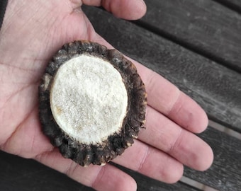 Deer antler BURR | Antler ROSE - for decor or a neckalce CRAFT grade