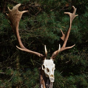 May include: A deer skull with large, brown antlers is mounted on a wooden post against a backdrop of green pine needles. The skull is white, and the antlers are a light brown color, with multiple points.