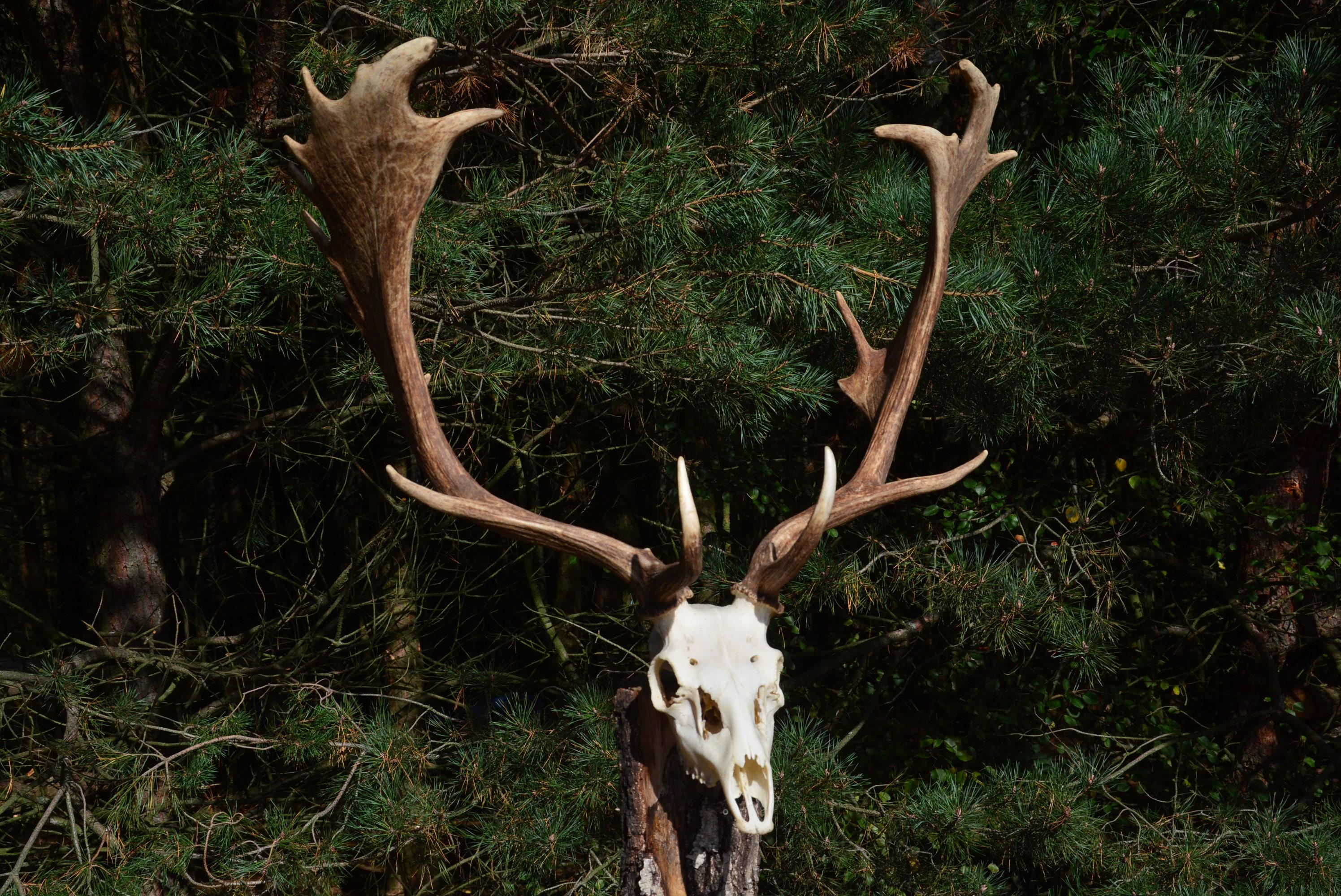 Fallow Deer Skull With Antlers, Central European Trophy Mount