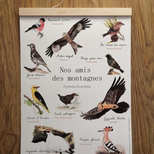 Peut inclure: Une affiche illustrée colorée présentant différents oiseaux originaires des Pyrénées françaises. L'affiche comprend les noms français et scientifiques de chaque oiseau. L'affiche est intitulée "Nos amis des montagnes".