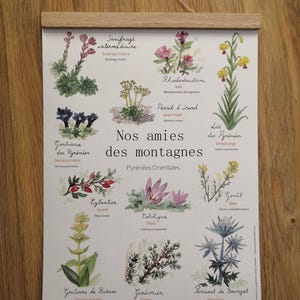 Peut inclure: Une affiche illustrée colorée présentant diverses plantes originaires des Pyrénées. L'affiche comprend les noms français de chaque plante, ainsi que leurs noms scientifiques. L'affiche est intitulée "Nos amies des montagnes".