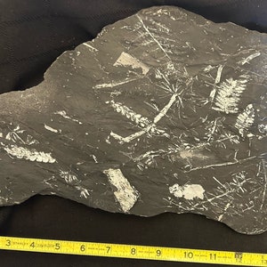 Megaphyton Tree Large Fossil Tree Fern (17