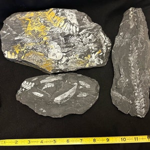 3 Fossil Tree Ferns (7&quot; to 9.5&quot; pieces). Features Alethopteris serlii and Neuropteris spp. Carbonifeorus period from St. Clair, PA, USA.