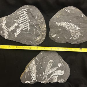 Fossil Tree Ferns (3 piece collection). 7&quot; fossils ft. Neuropteris spp and Alethopteris serlii. Carboniferous Age from St. Clair, PA, USA