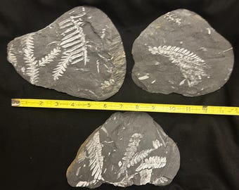 Megaphyton Tree Fossil Tree Ferns (4 Piece Collection) Ft. Alethopteris Serlii ...