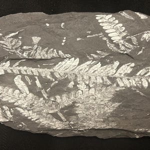 Fossil Tree Fern Plate (11.25&quot; x 5.25&quot;) ft. Alethopteris serlii and Neuropteris. Carboniferous age from St. Clair, PA, USA.