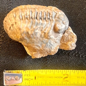 May include: A fossilized trilobite, showcasing a segmented body and intricate details. The specimen is primarily tan and brown, with subtle gray hues. The fossil measures approximately 2 inches in length, as indicated by the measuring tape.