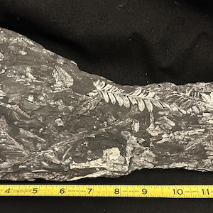 Fossil Tree Fern ft. Alethopteris serlii. 14&quot;. Some Neuropteris, Pecopteris, and Sphenophyllum. From St. Clair, PA, USA.