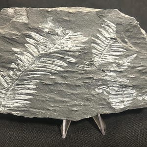 Fossil Tree Fern (6&quot;) ft. Alethopteris serlii and Neuropteris spp. Museum quality, with display stand. Carboniferous. St. Clair, PA, USA.