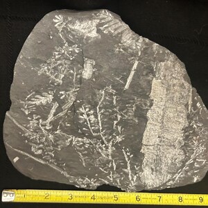 Fossil Horsetail Plate (9.5&quot;). Sphenophyllum spp. and Alethopteris serlii. Carboniferous age from St. Clair, PA, USA.
