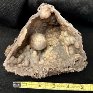 Agatized Coral (4&quot; x 4&quot;). Oligocene-Miocene. Fossilized Coral from the Withlacoochee River, Valdosta, GA, USA.