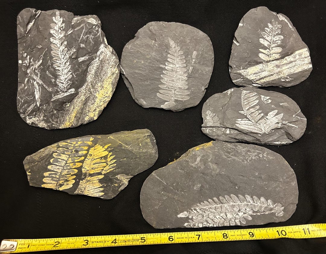 Megaphyton Tree Fossil Tree Ferns (45 Piece Collection) Ft. Alethopteris Serlii and ...