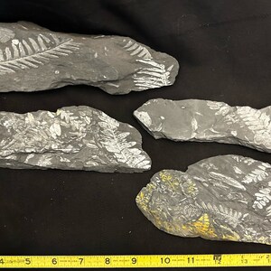 4 Fossil Tree Ferns ft. Alethopteris serlii, Neuropteris, and Sphenophyllum spp. Carboniferous Age. From St. Clair, PA, USA.