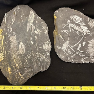 4 Fossil Tree Ferns. Four piece collection ft. Alethopteris, Neuropteris spp., Pecopteris spp., & Sphenopyllum spp. St. Clair, PA, USA