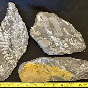 Set of 3 Fossil Tree Ferns ft. Alethopteris serlii. Carboniferous era. Llewellyn Formation from St. Clair, PA, USA.
