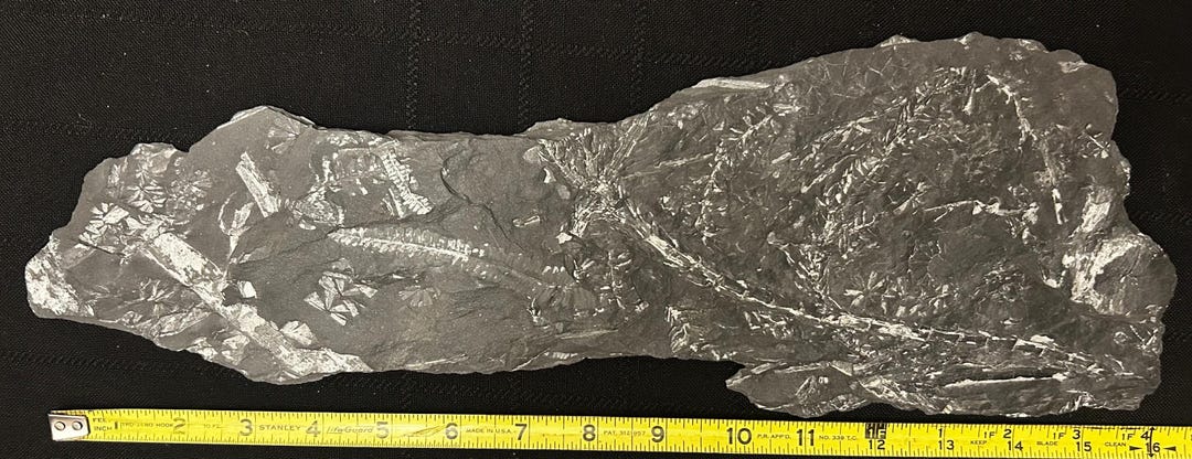 Megaphyton Tree Large Fossil Tree Fern 16