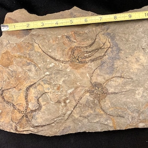 Brittle Star Fossil Plate. Ophiura spp. Ordovician Period Fossil Echinoderm Display Piece from Morocco.