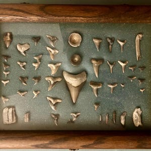 May include: A framed display of fossilized shark teeth, including a large, central tooth, and many smaller teeth arranged in a grid pattern on a blue background.