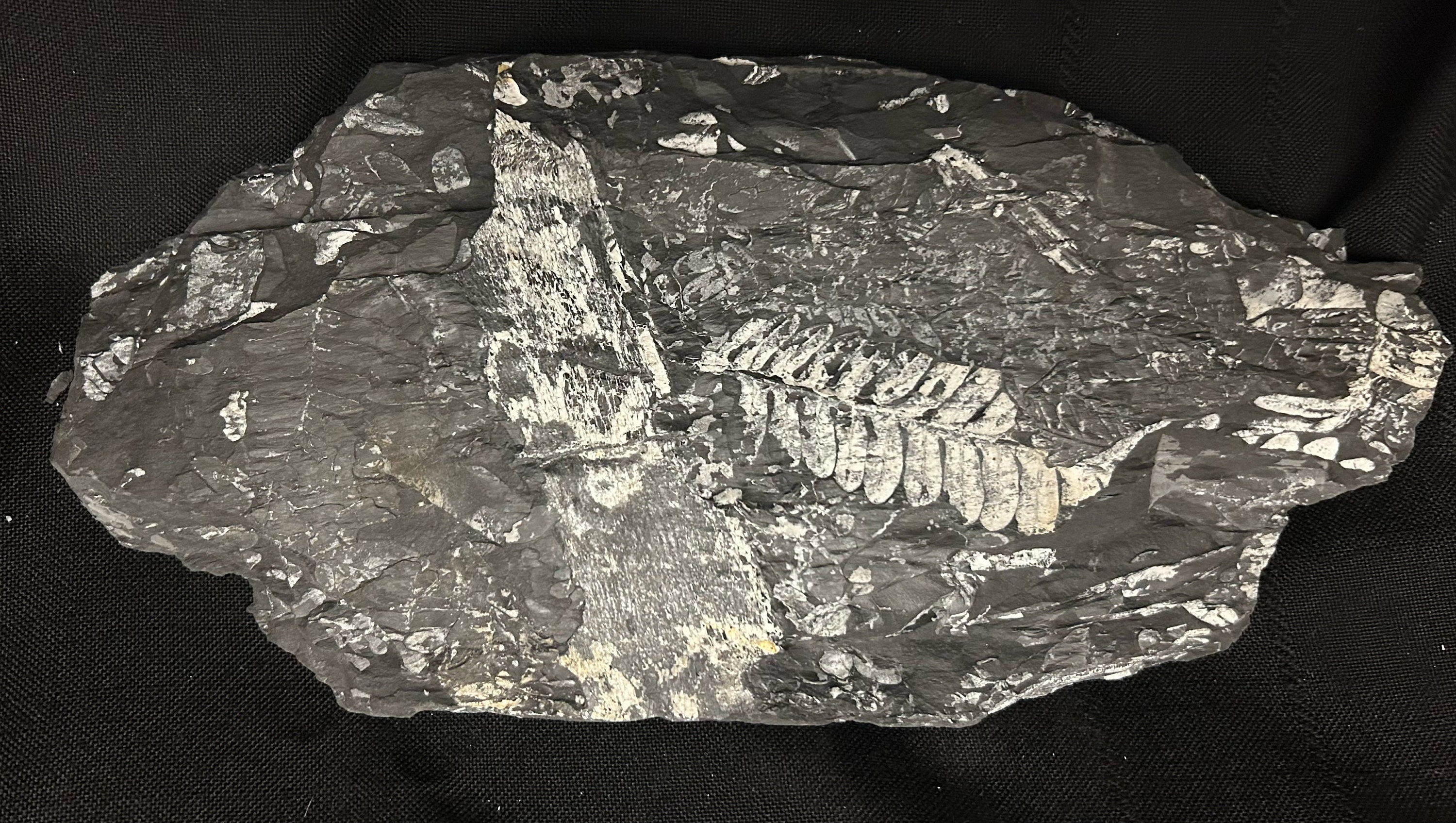 Megaphyton Tree Fossil Tree Fern 11