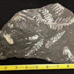 Fossil Tree Fern (9&quot;) ft. Alethopteris serlii and Neuropteris spp. Two-sided. Carboniferous Age from St. Clair, PA, USA.