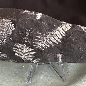Fossil Tree Fern (10&quot;) ft. Alethopteris serlii and Neuropteris spp. Imprints on both sides. Carboniferous Age from St. Clair, PA, USA.