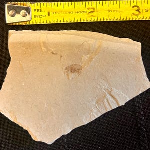 May include: A light tan, irregularly shaped rock fragment with visible fossil imprints. A yellow tape measure is placed above the rock, showing measurements in inches. The rock's surface has a textured appearance.