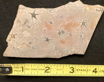 Brittle Star Mass Mortality Fossil Plate. Ophiopinna elegans. Fossil Echinoderm Display Piece from France