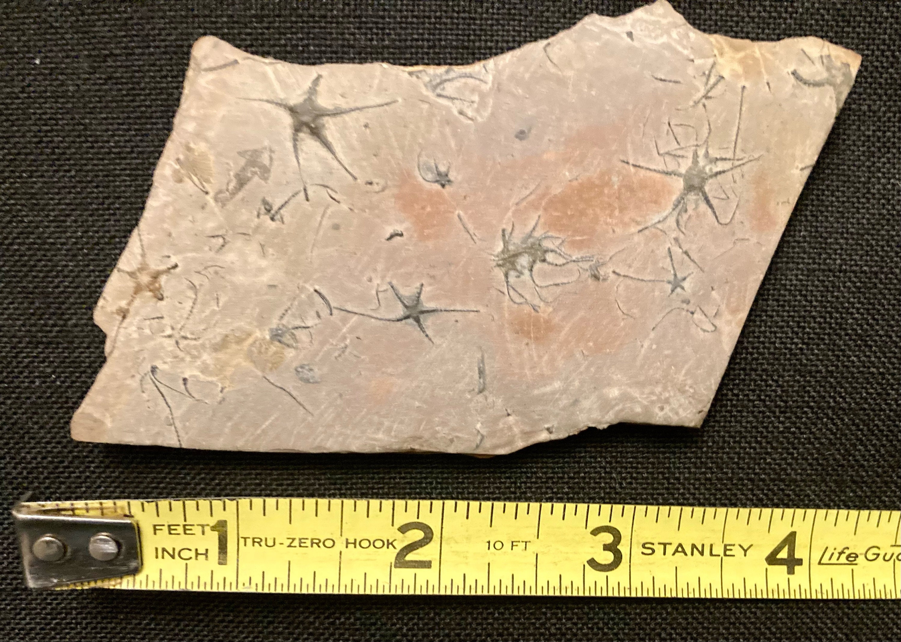 Brittle Star Mass Mortality Fossil Plate. Ophiopinna elegans. Fossil Echinoderm Display Piece from France