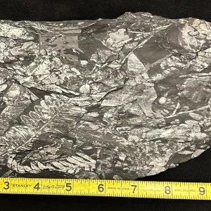 Fossil Tree Fern 11&quot; x 5.25&quot; (double sided). Ft. Alethopteris serlii and Neuropteris spp. Carboniferous Age. From St. Clair, PA