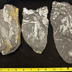 Set of 6 Fossil Tree Ferns ft. Alethopteris serlii and Neuropteris spp. Carboniferous period from St. Clair, PA, USA
