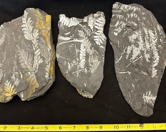 FOSSILIZED FERN IMPRESSION Display Specimen - Etsy