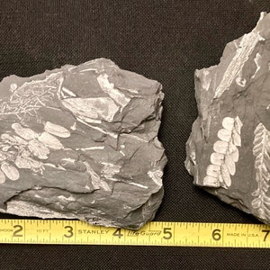 Pair of Fossil Tree Ferns ft. Neuropteris spp. Carboniferous era from Pennsylvania, USA.