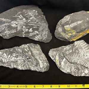 4 Fossil Tree Ferns ft. Alethopteris serlii and Neuropteris spp. Carboniferous Age. From St. Clair, PA, USA.