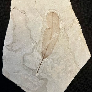 May include: A fossilized leaf preserved in a light gray stone. The leaf is a light brown color and has a delicate, intricate vein pattern.