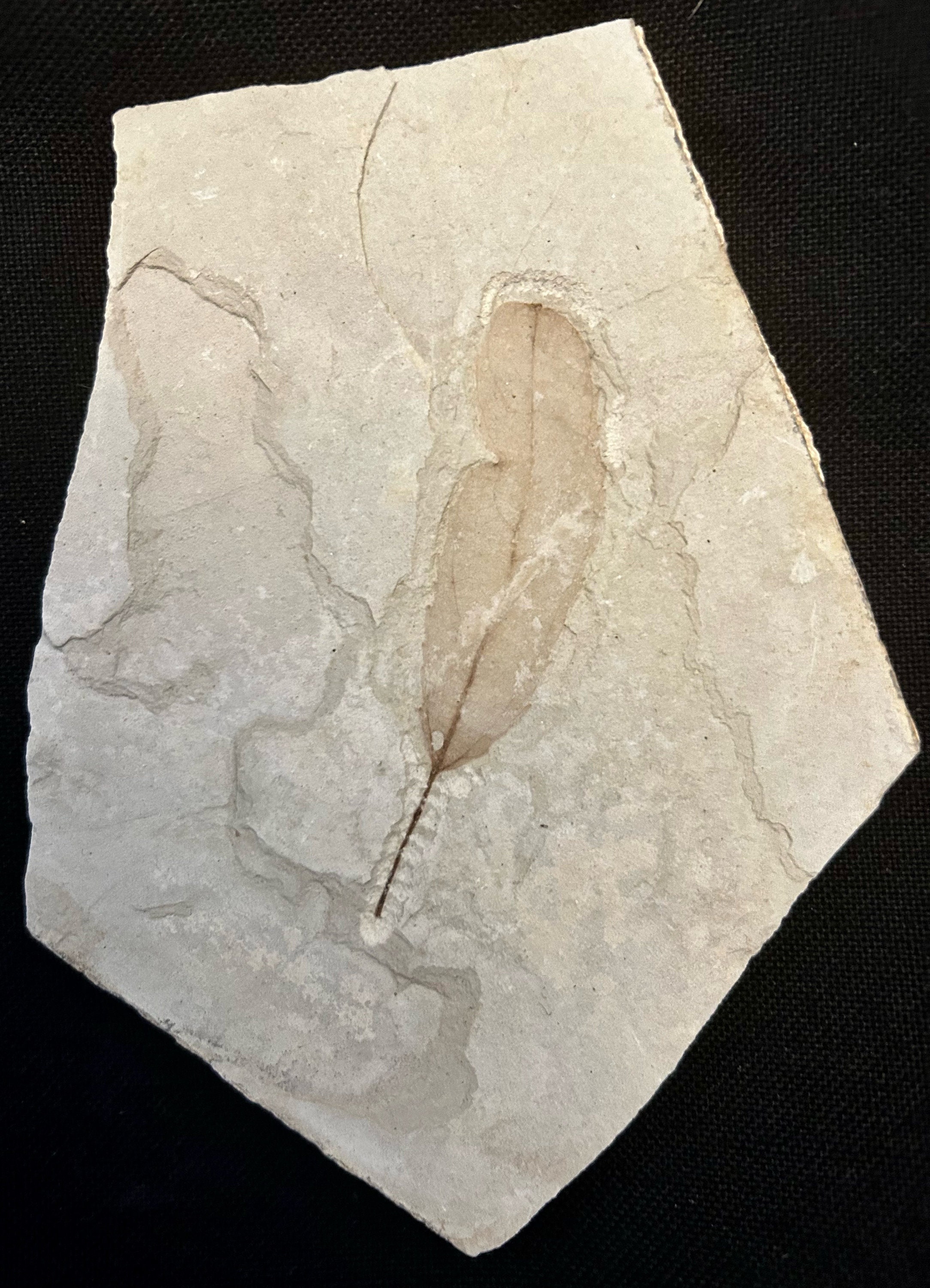 Fossil Leaf From Green River Formation Uintah County, Utah