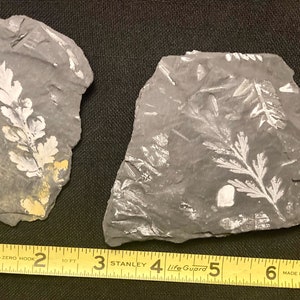 Rare Fossil Tree Ferns. Sphenopteris spiniformus (L) and Sphenopteris (Eremopteris) missouriensis (R). Llewellyn Formation, PA, USA