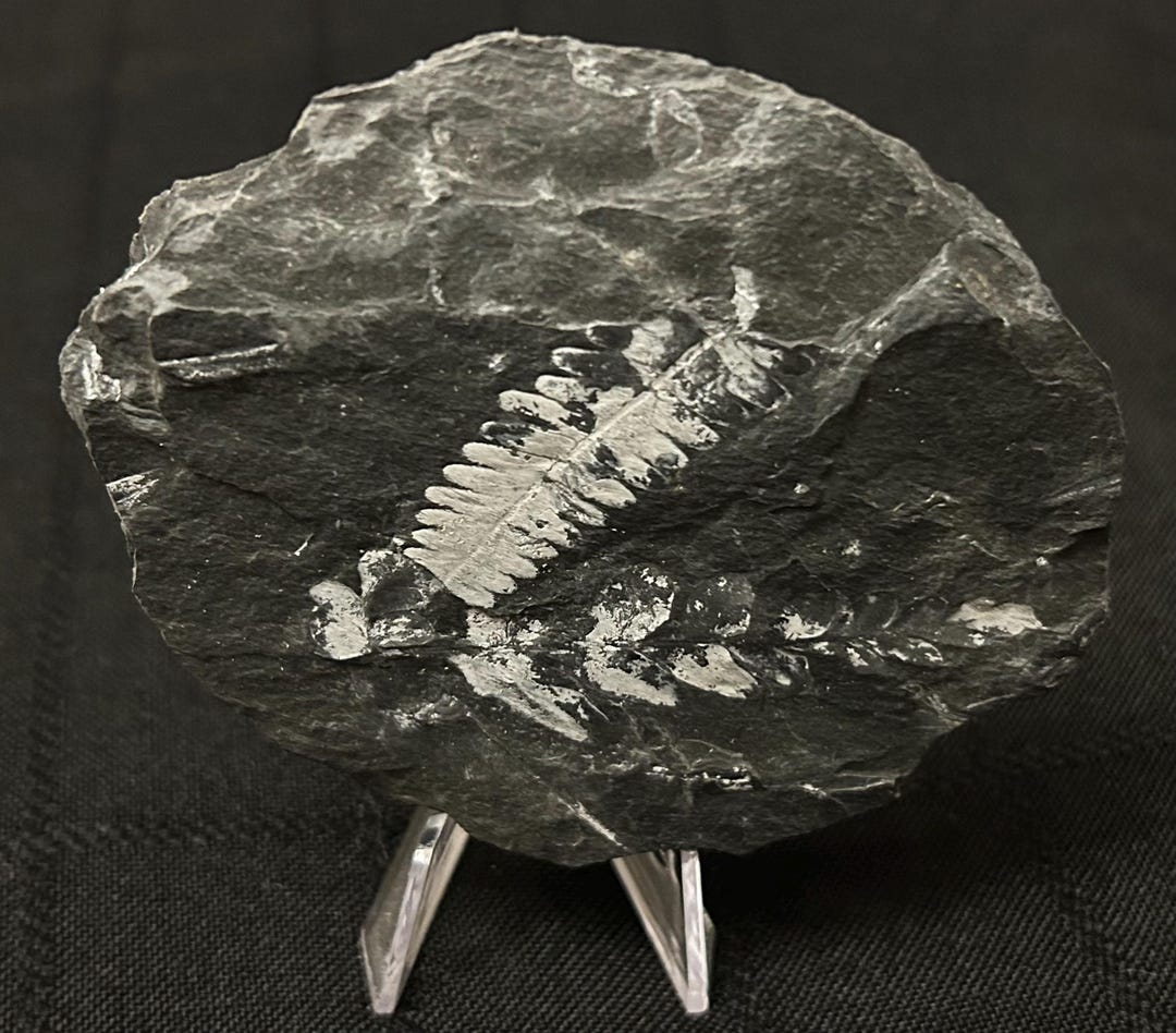 Megaphyton Tree Fossil Tree Fern Ft. Neuropteris Spp. 4