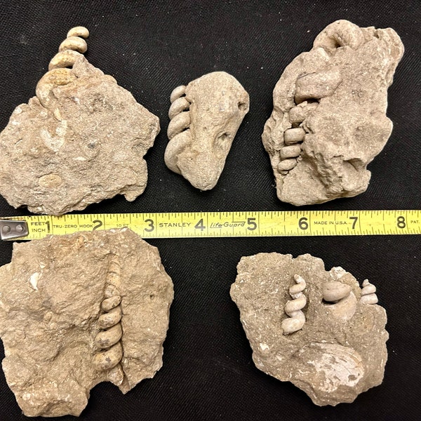 Fossil Turritellas (5 pieces), Gastropod steinkerns in matrix. Paleocene. Charles County, MD, USA